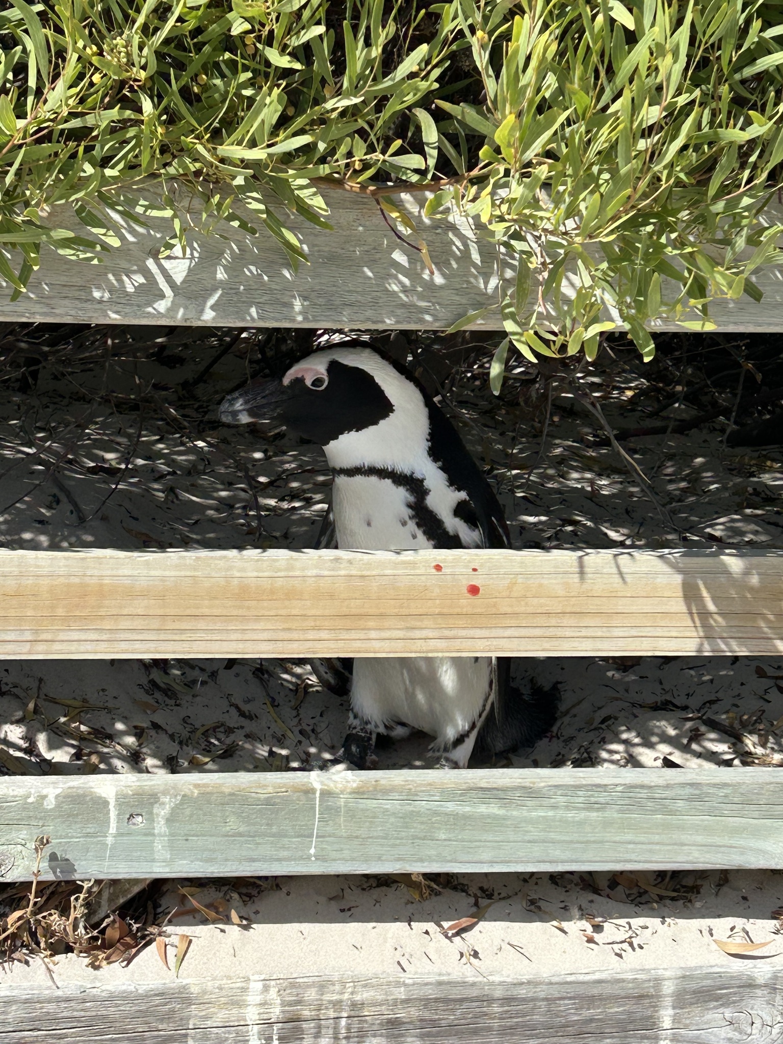 African Penguin (Spheniscus demersus), photo 1