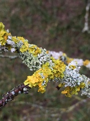 Xanthoria parietina