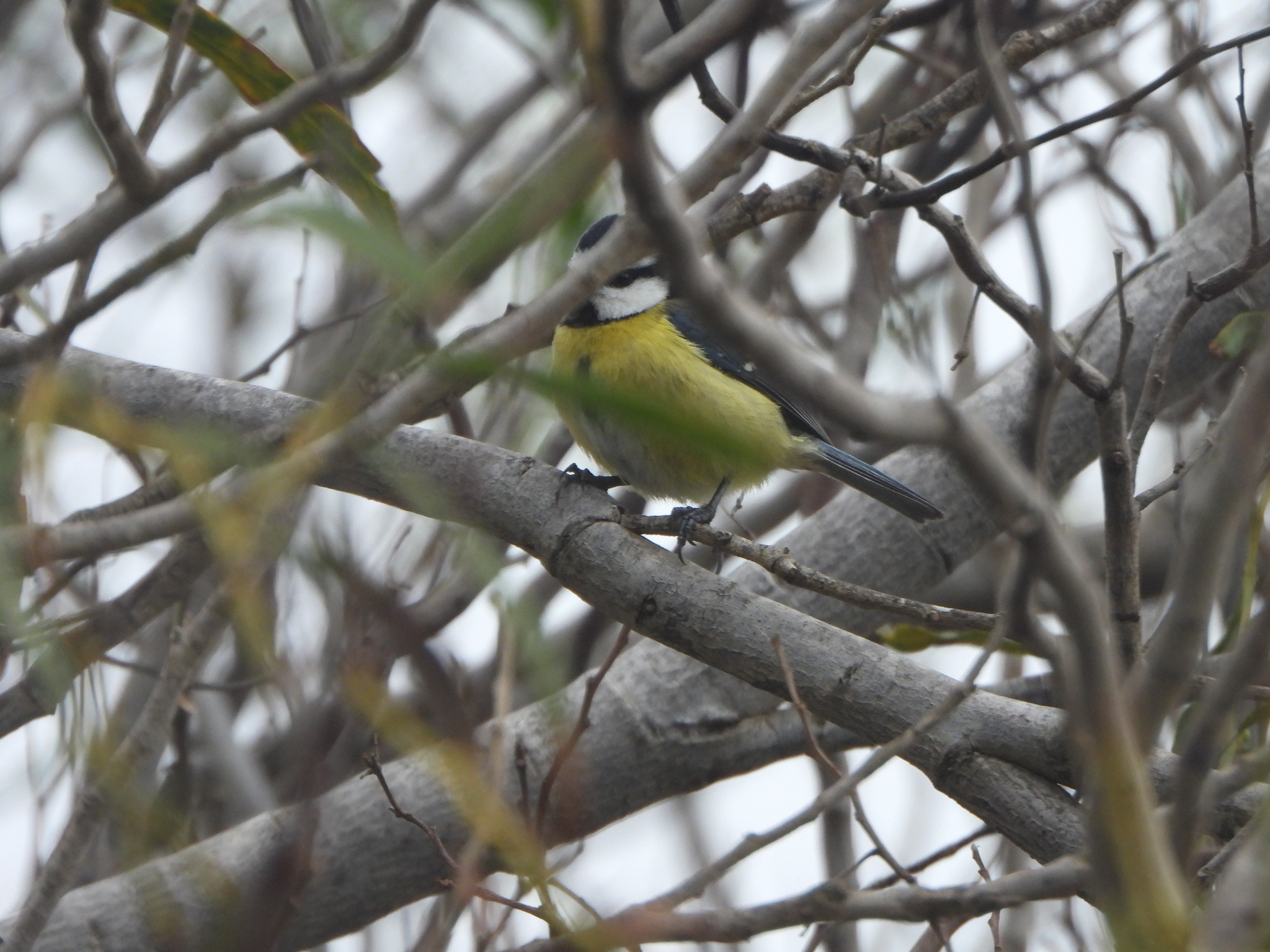 African Blue Tit (Cyanistes teneriffae), photo 4