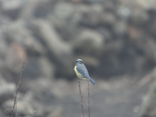 African Blue Tit (Cyanistes teneriffae), photo 3
