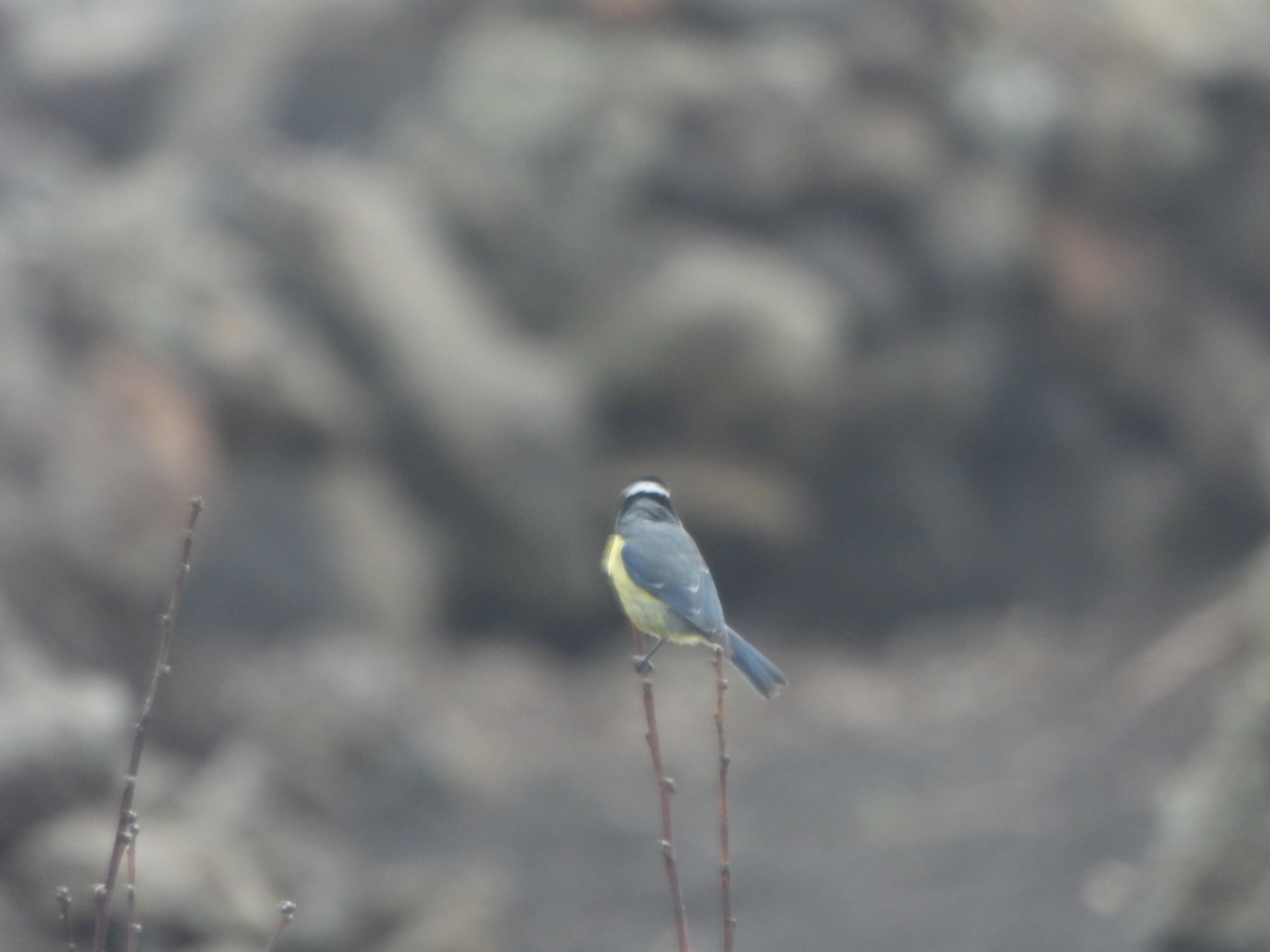 African Blue Tit (Cyanistes teneriffae), photo 3