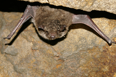 Myotis dasycneme