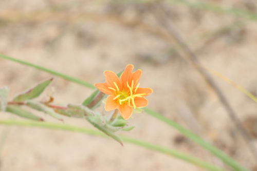 Image of Oenothera mollissima by (c) Florencia Grattarola, some rights reserved (CC BY)