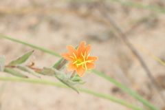Oenothera mollissima