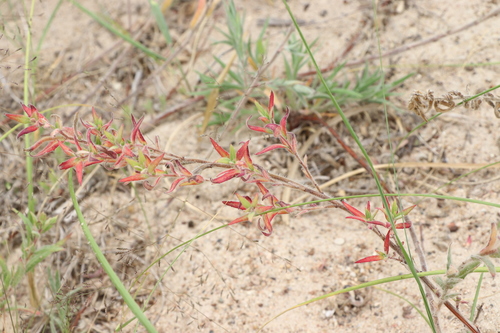 Image of Oenothera mollissima by (c) Florencia Grattarola, some rights reserved (CC BY)