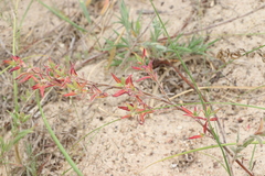 Oenothera mollissima