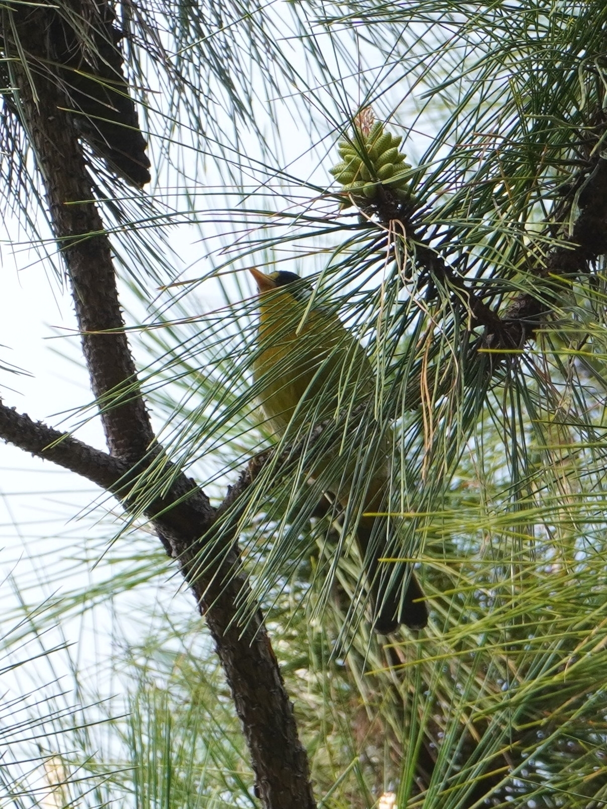 Silver-eared Mesia (Leiothrix argentauris), photo 3