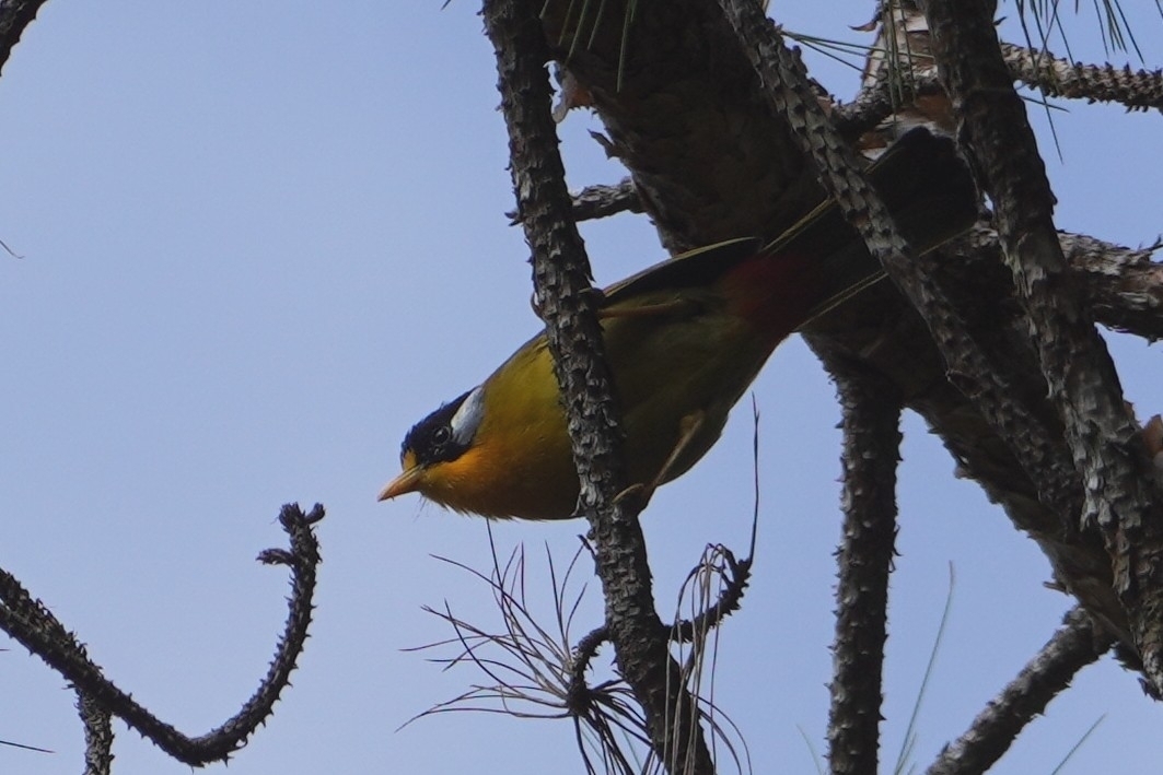 Silver-eared Mesia (Leiothrix argentauris), photo 2