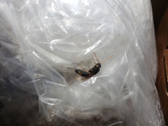 Urocerus flavicornis