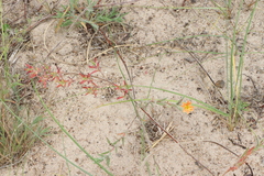 Oenothera mollissima