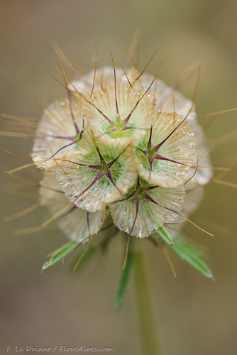 starflower pincushions (Scabiosa stellata)