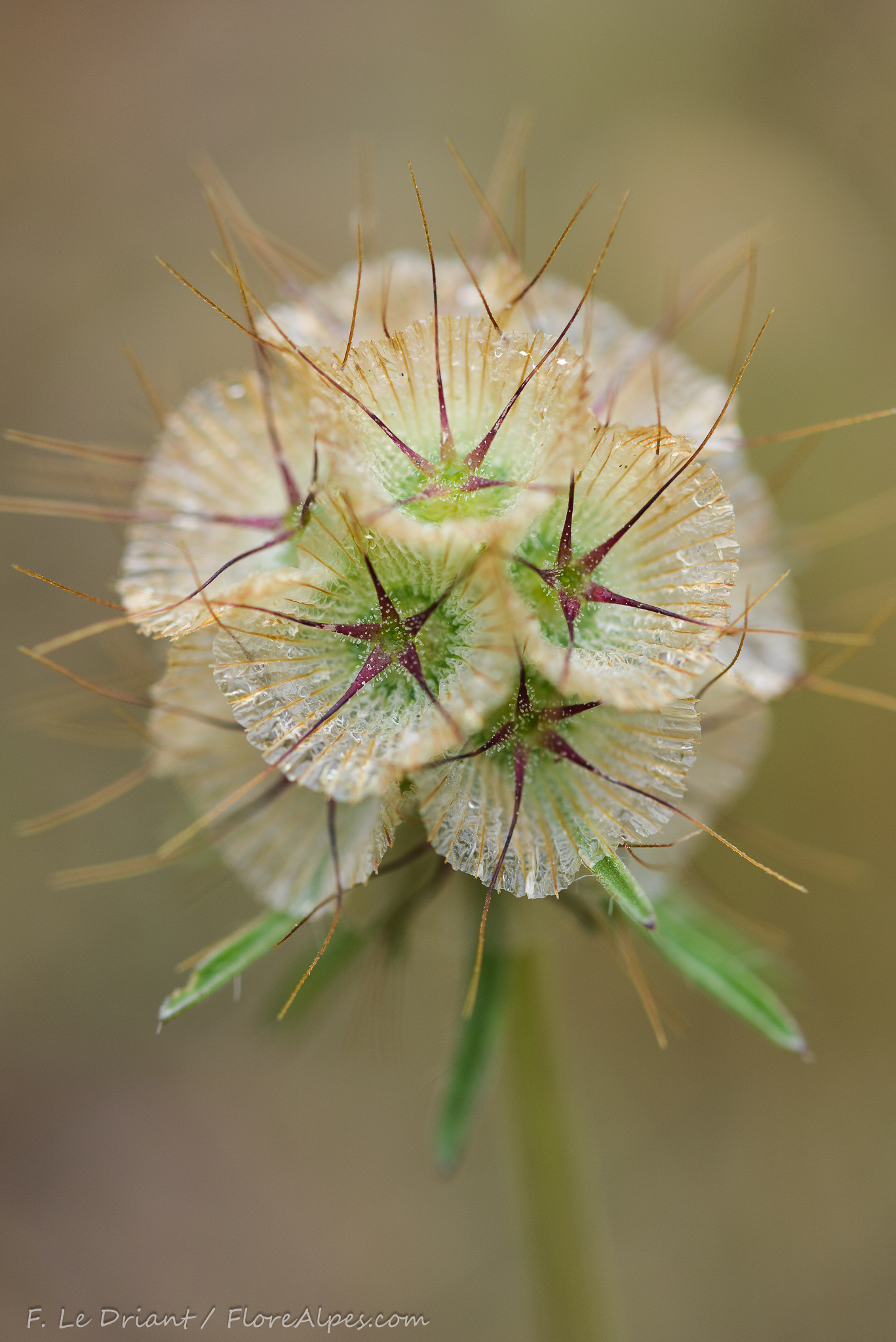 Lomelosia stellata