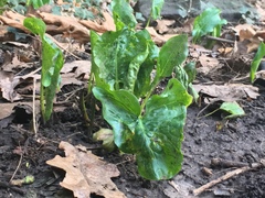 Arum maculatum