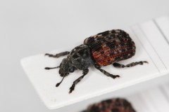 Anthribus fasciatus
