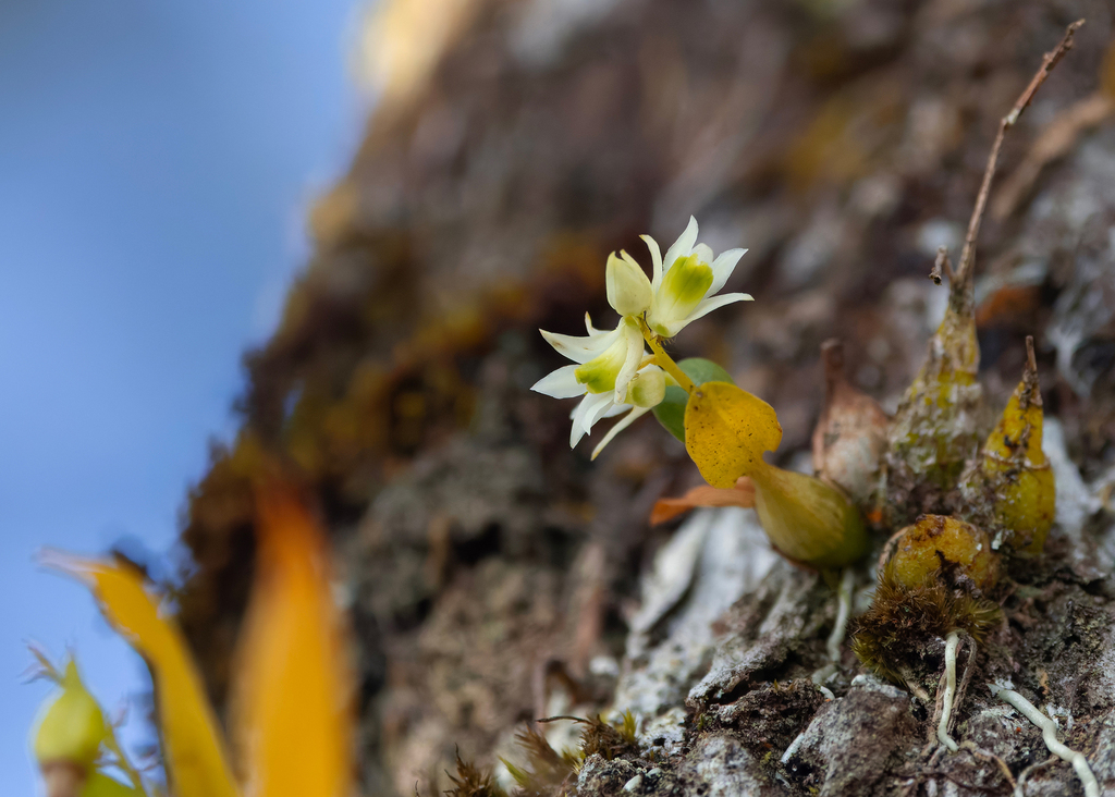 Dendrobium compactum Rolfe ex Hemsl. 4