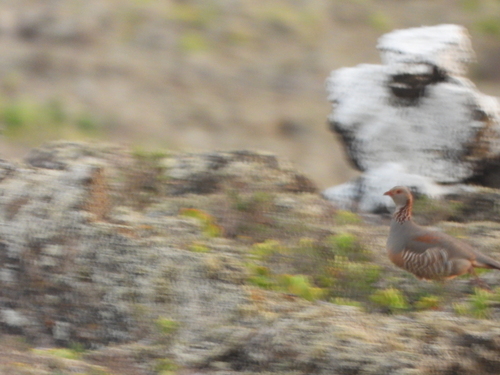 Barbary Partridge (Alectoris barbara), photo 4