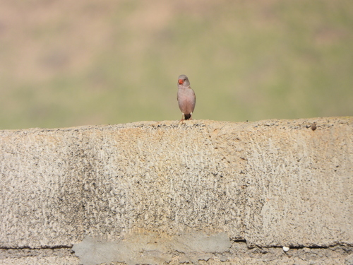 Trumpeter Finch (Bucanetes githagineus), photo 10