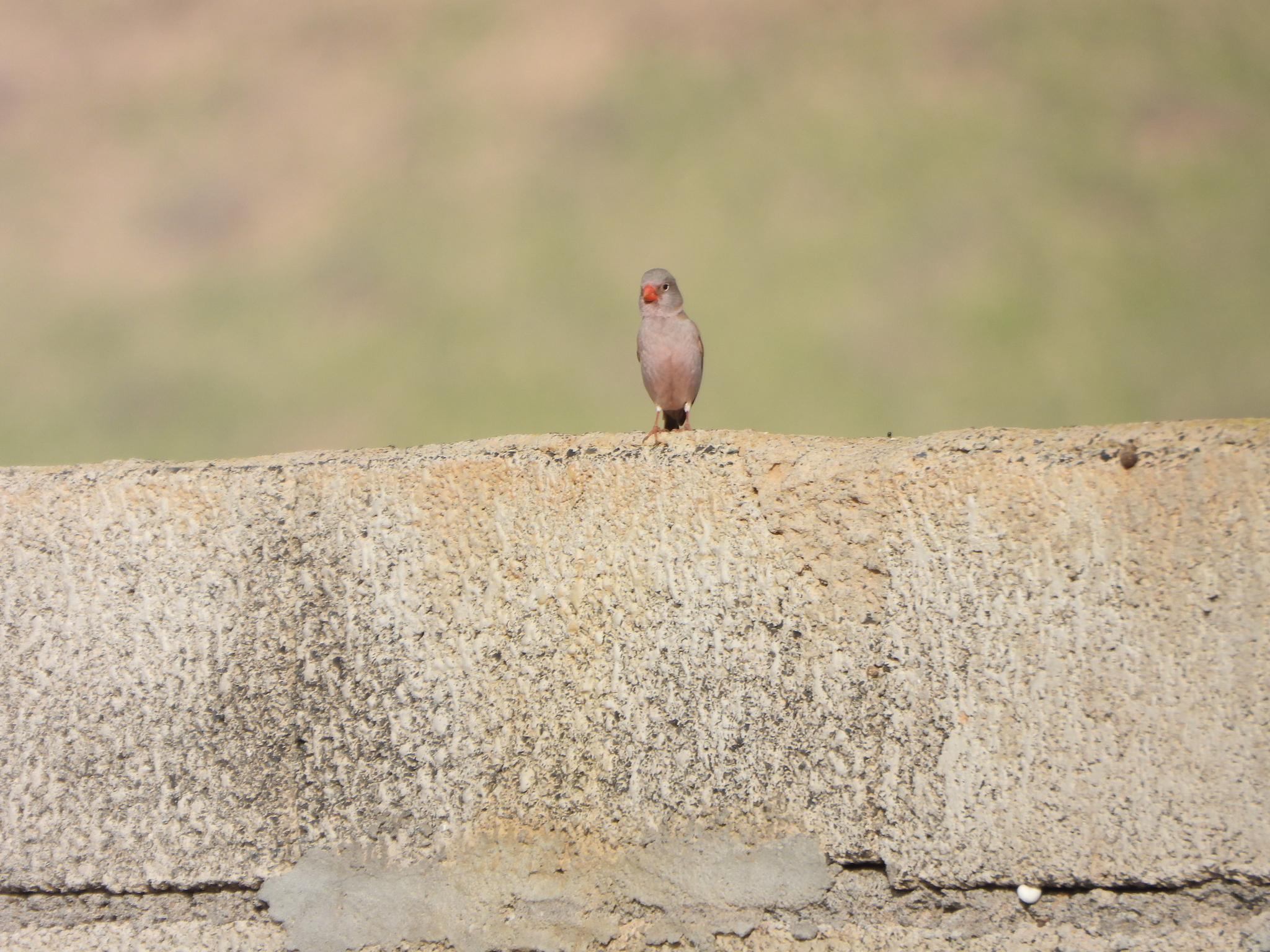 Trumpeter Finch (Bucanetes githagineus), photo 10