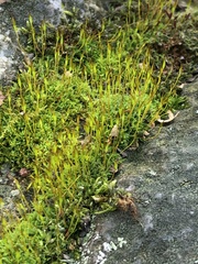 Tortula muralis