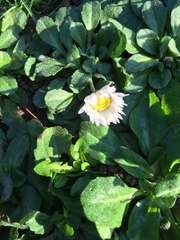 Bellis perennis