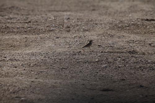Tawny Pipit (Anthus campestris), photo 2