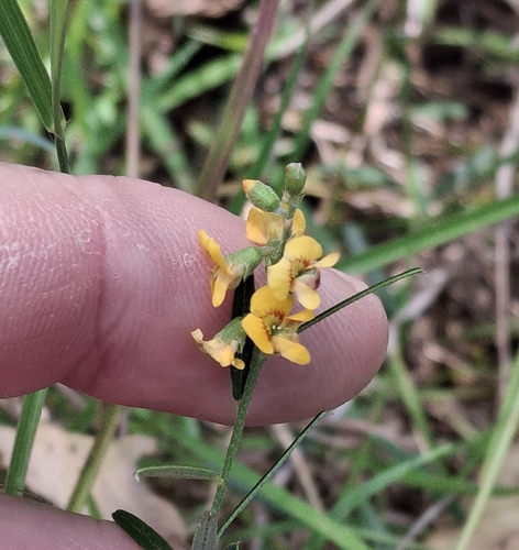 eastern flame pea (Chorizema parviflorum)