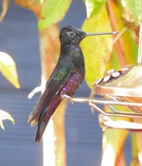 Coeligena helianthea