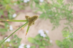 Cyperus aggregatus
