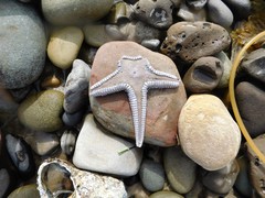Astropecten armatus