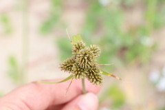 Cyperus aggregatus