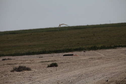 Gull-billed Tern (Gelochelidon nilotica), photo 6