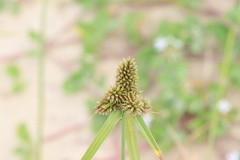 Cyperus aggregatus