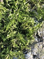 Bryophyta