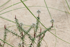Polygala cyparissias