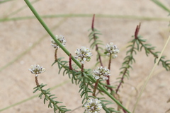 Polygala cyparissias
