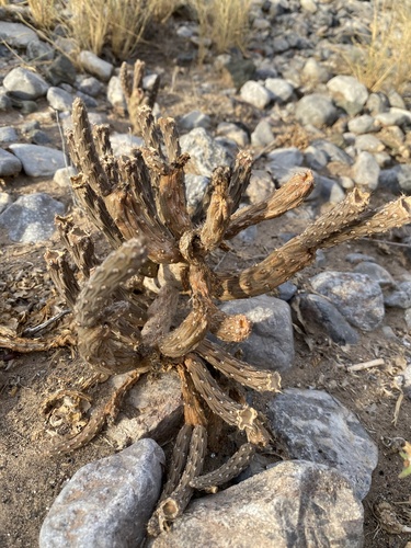 Pterocactus tuberosus
