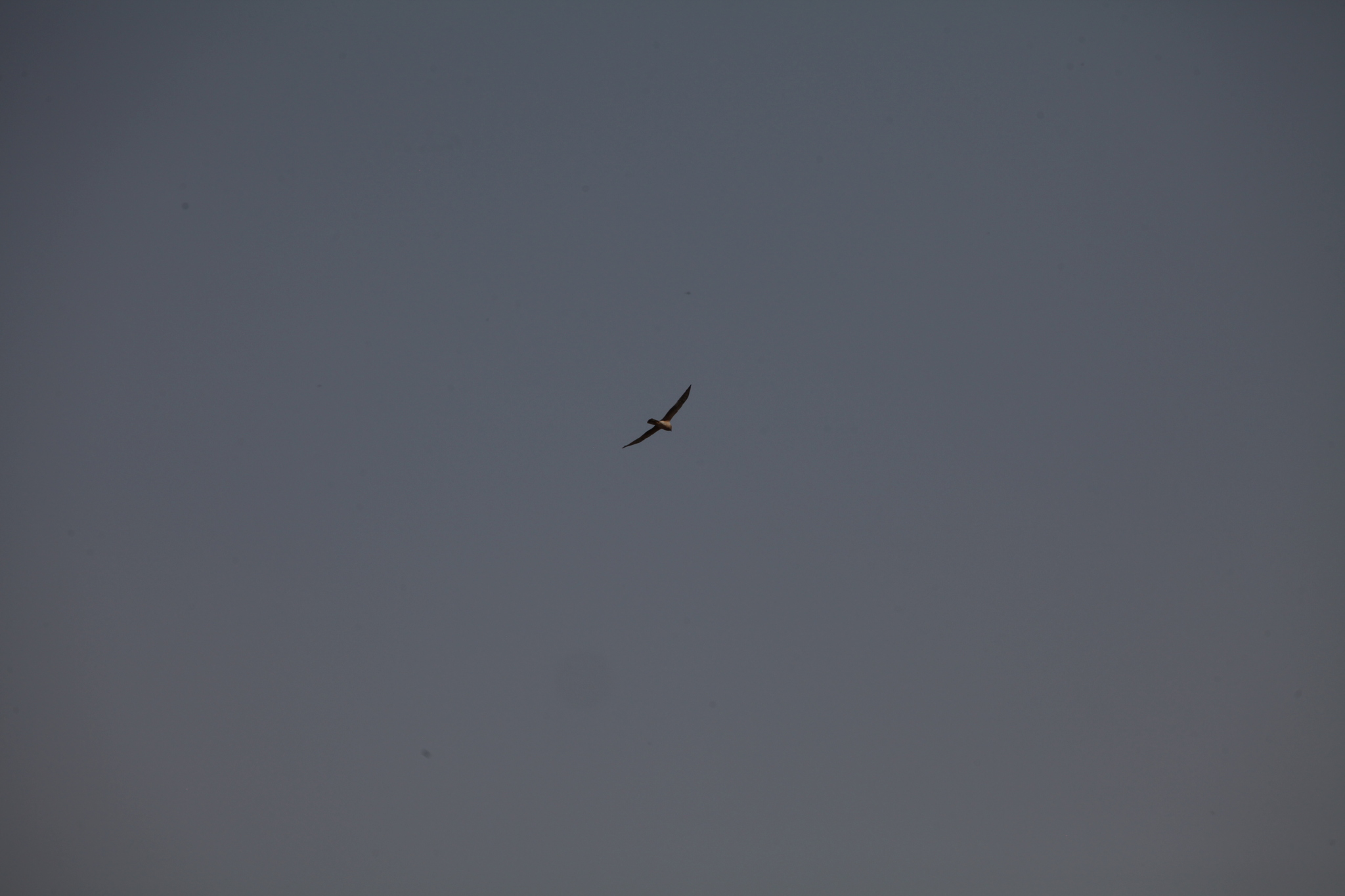 Pallid Harrier (Circus macrourus), photo 3
