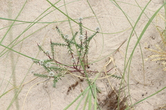 Polygala cyparissias