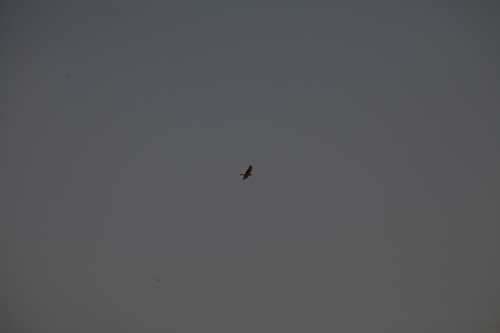 Pallid Harrier (Circus macrourus)