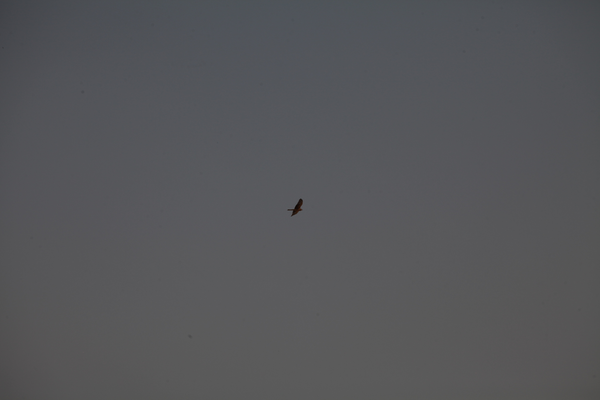 Pallid Harrier (Circus macrourus), photo 1