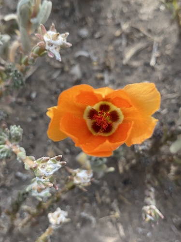 Portulaca echinosperma