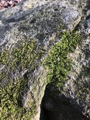 Bryophyta