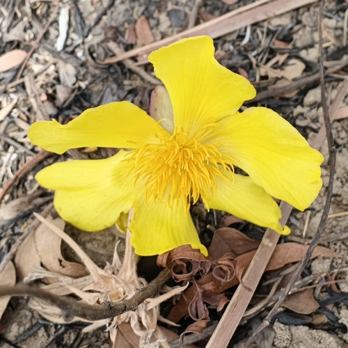Cochlospermum tinctorium