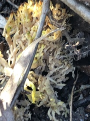 Fungi