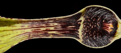 Ceropegia vincifolia