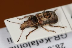 Pseudeuparius centromaculatus
