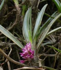Maxillaria aggregata