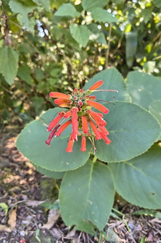Sinningia macrostachya