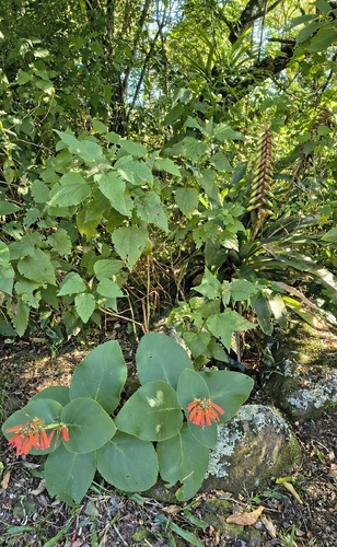 Sinningia macrostachya