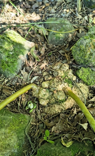 Sinningia macrostachya